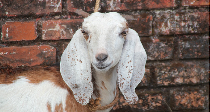 Jadi Agen Global Qurban - ACT, Luaskan Kebaikan