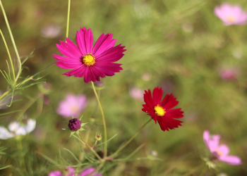 Delapan Belas Kemuliaan Khadijah, Istri Rasulullah