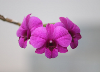 Enam Manfaat Berkumpul dengan Orang Shalih