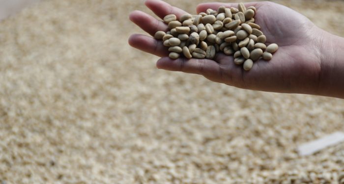 Hukum Minum Kopi Luwak