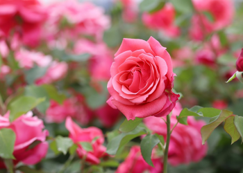 Pentingnya Kata Saling dalam Keluarga Sakinah