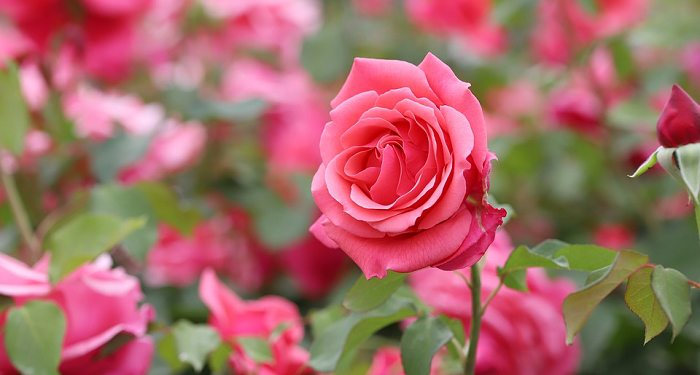 Pentingnya Kata Saling dalam Keluarga Sakinah