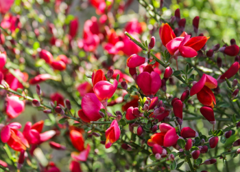 Kelembutan Istri Menambah Cinta Suami