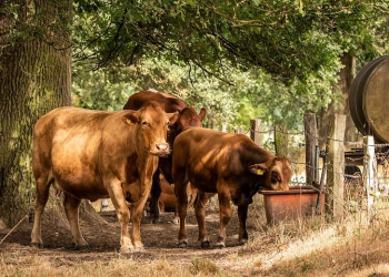 Pilih Sendiri Hewan Qurbannya, Nasabah BSB Salurkan Kurban Lewat ACT
