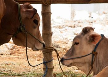 Jelang Idul Adha, Kenali 14 Jenis Potongan Daging Sapi dan Olahannya