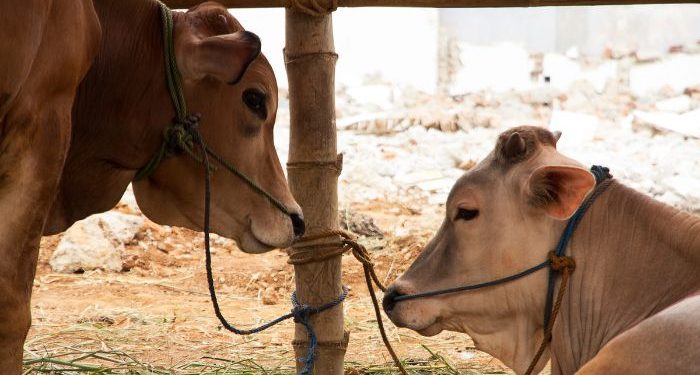 Jelang Idul Adha, Kenali 14 Jenis Potongan Daging Sapi dan Olahannya