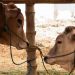 Jelang Idul Adha, Kenali 14 Jenis Potongan Daging Sapi dan Olahannya