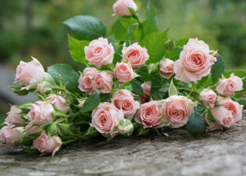 Kebaikan Berlimpah dalam Kehidupan Berkeluarga