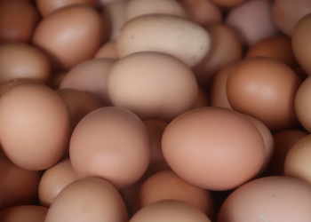 Lima Tips Mudah Mengetahui Telur Bagus dan Buruk