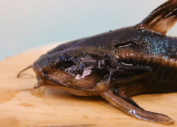 Enam Jenis Ikan Air Tawar Enak dan Familiar Dikonsumsi Masyarakat Indonesia