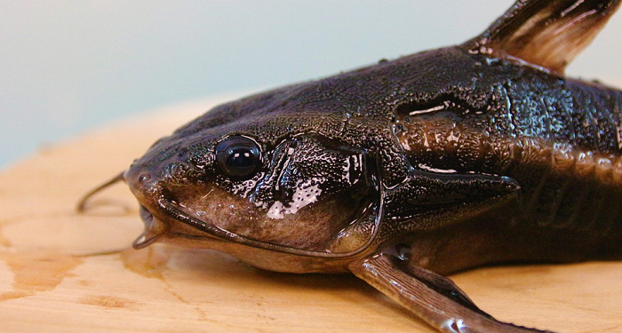 Enam Jenis Ikan Air Tawar Enak dan Familiar Dikonsumsi Masyarakat Indonesia