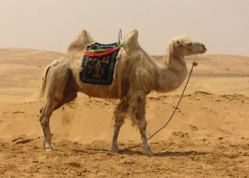 Komite HmC Batam Salurkan Kurban Unta di Gaza Palestina