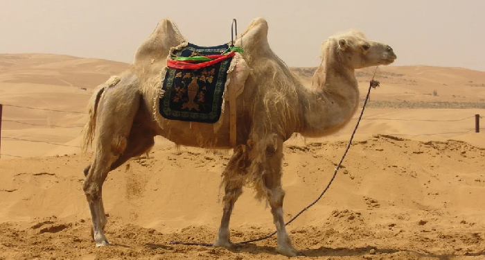 Komite HmC Batam Salurkan Kurban Unta di Gaza Palestina