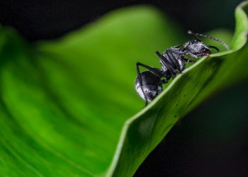 Lima bahan alami untuk mengusir semut