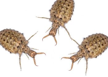 Hukum Hewan Undur-undur untuk Obat