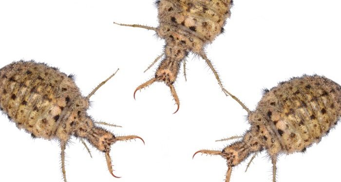 Hukum Hewan Undur-undur untuk Obat