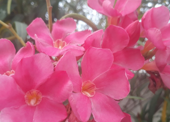 Bertahan Menjadi Istri Shalihah