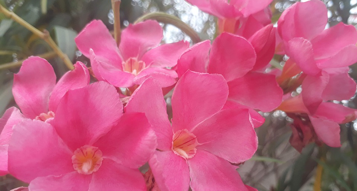 Bertahan Menjadi Istri Shalihah