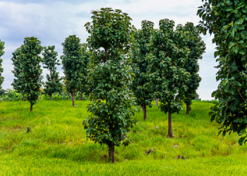 Betapa Allah Memuliakan Orang Yang Memaafkan