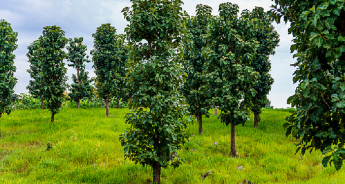 Betapa Allah Memuliakan Orang Yang Memaafkan
