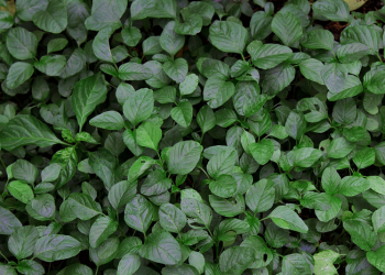 Ide Tanaman untuk Pemula saat Berkebun