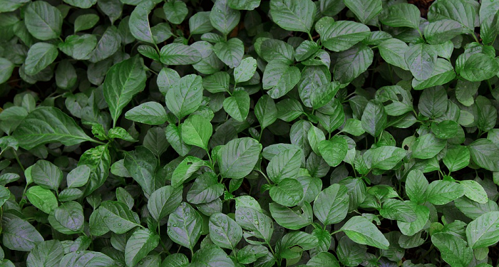 Ide Tanaman untuk Pemula saat Berkebun