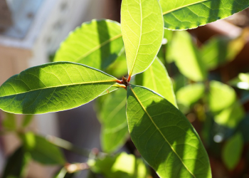 Tiga Daun Aromatik Paling Familiar Untuk Masakan Indonesia