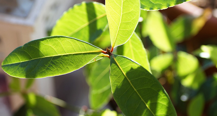 Tiga Daun Aromatik Paling Familiar Untuk Masakan Indonesia
