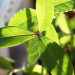 Tiga Daun Aromatik Paling Familiar Untuk Masakan Indonesia