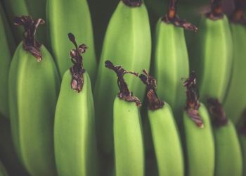 Ini Empat Jenis Pisang yang Bisa Dijadikan Bahan Nugget Kekinian