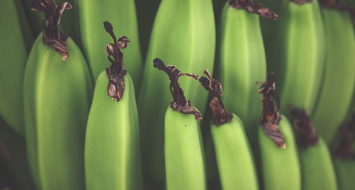 Ini Empat Jenis Pisang yang Bisa Dijadikan Bahan Nugget Kekinian