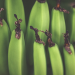 Ini Empat Jenis Pisang yang Bisa Dijadikan Bahan Nugget Kekinian