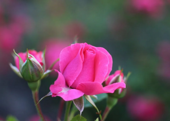 4 Metode Rasulullah dalam Mendidik Keluarga Jadi Insan Rabbani