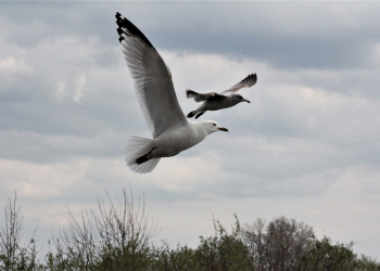Lima Landasan agar Sikap Ramah Suami Istri Berbuah Kedamaian