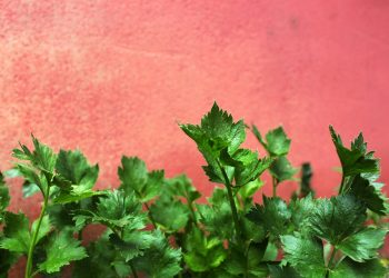 5 Manfaat Seledri untuk Kesehatan