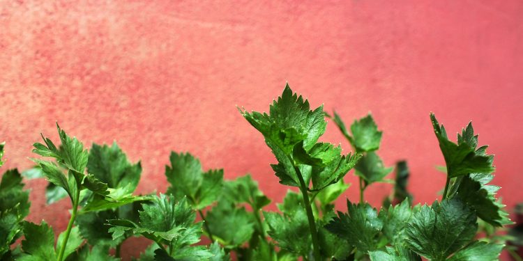 5 Manfaat Seledri untuk Kesehatan