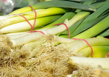 Tips Mudah Menanam Daun Bawang di Rumah