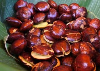 Tips Mengolah Jengkol agar Tidak Bau dan Empuk