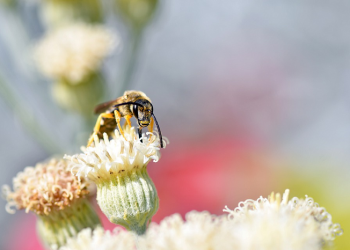 Dakwah dengan Keteladanan