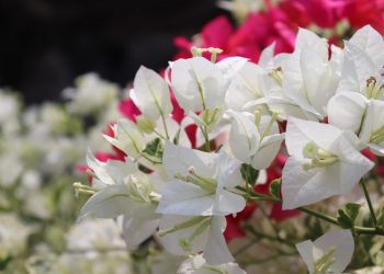 Meneladani Akhlak Nabi