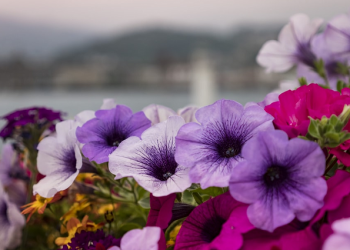 Cantik Itu Elok Adab dan Tinggi Ilmu