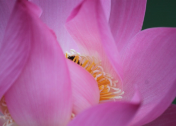 Suami Istri Menjadi Pribadi yang Simpatik