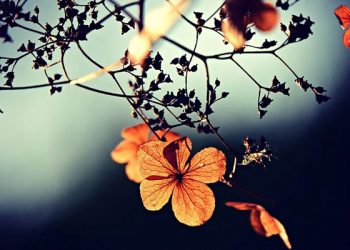 Bolehkah Istri Meminta Suami Menceraikan Salah Satu Istrinya