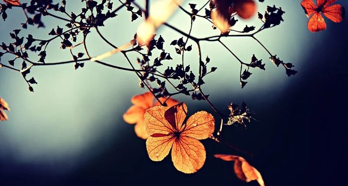 Bolehkah Istri Meminta Suami Menceraikan Salah Satu Istrinya