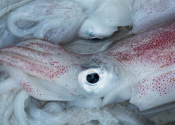 Tips Mengolah Cumi agar Tidak Alot dan Bau Amis