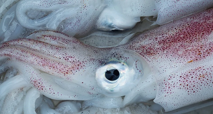 Tips Mengolah Cumi agar Tidak Alot dan Bau Amis