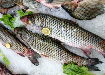 Jangan Lupa Terapkan, Ini 5 Langkah Mudah Memilih Ikan Segar