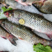 Jangan Lupa Terapkan, Ini 5 Langkah Mudah Memilih Ikan Segar