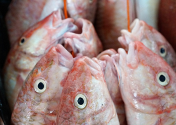 Tips Mengolah Kepala Ikan agar Tidak Berbau Amis