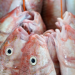 Tips Mengolah Kepala Ikan agar Tidak Berbau Amis